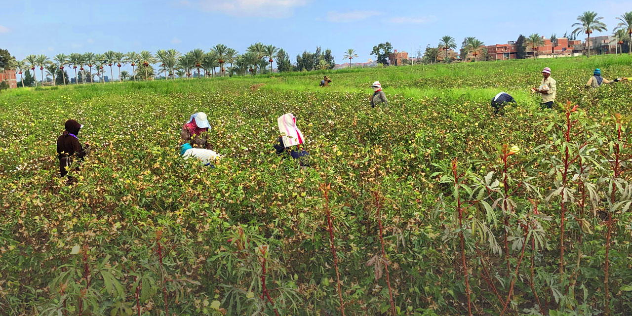 Paradies Organic Cotton Tour Egypt