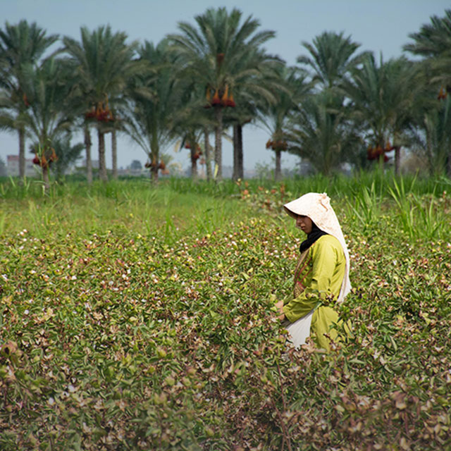 Fair-trade cotton production