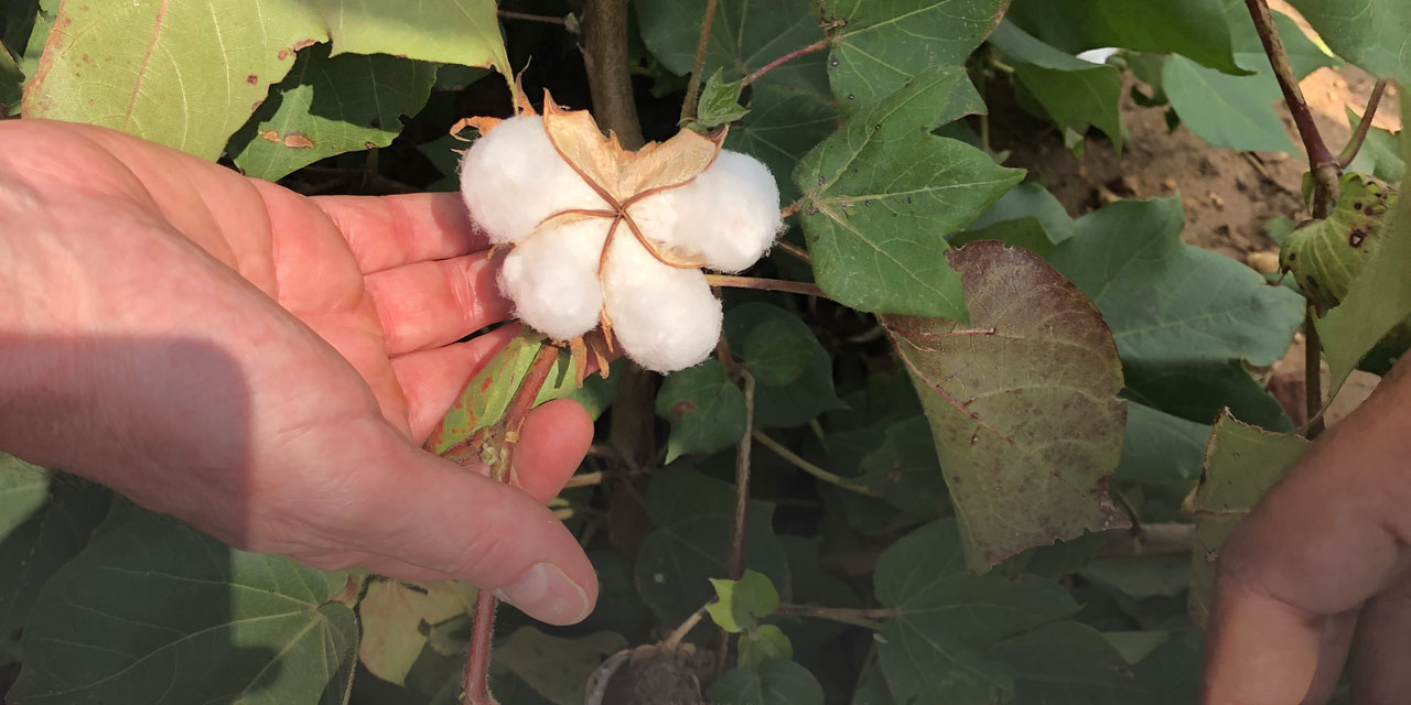 Fair-trade cotton production